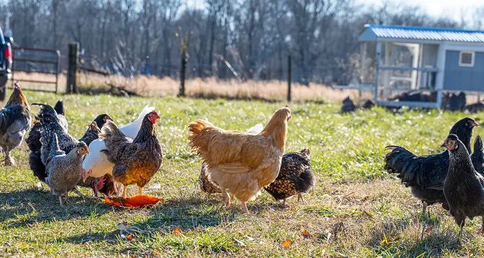 top predators of chickens