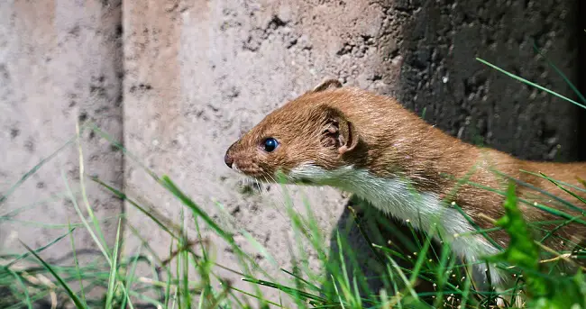 weasel in yard