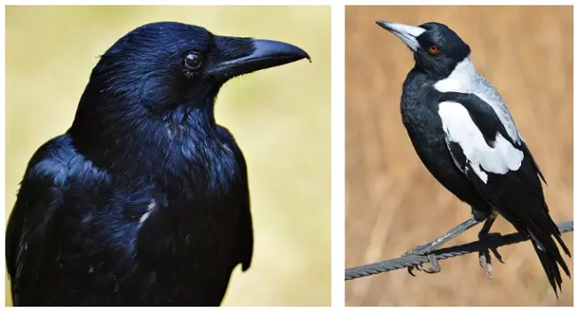 crow vs magpie