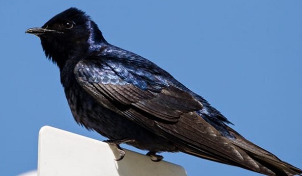 is purple martin dangerous