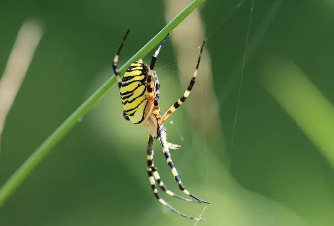yellow garden spider 