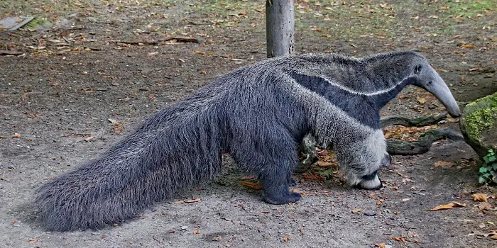 is anteater dangerous for humans