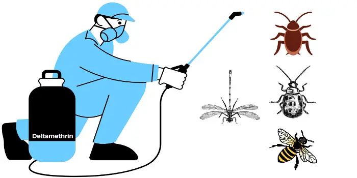 Is Deltamethrin Insecticide Spray Harmful
