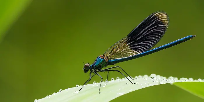 Do Damselflies Bite Humans