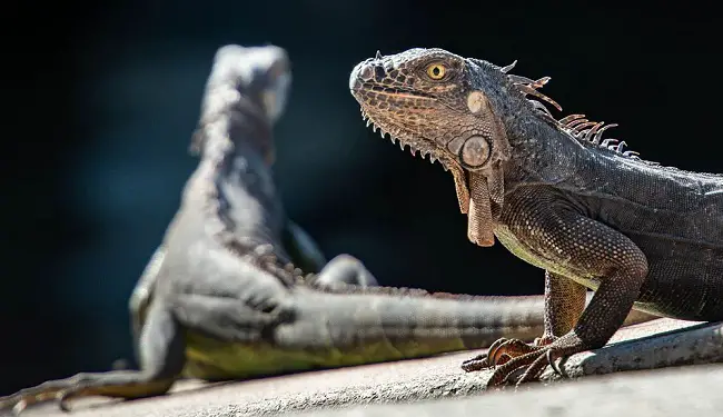 Iguana lizards
