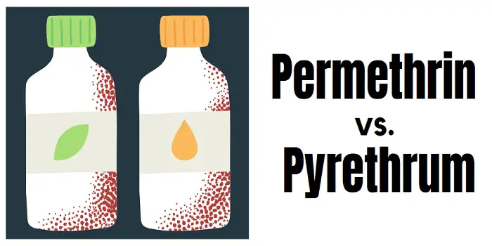Permethrin vs. Pyrethrum difference