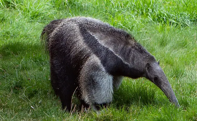 anteater as pet