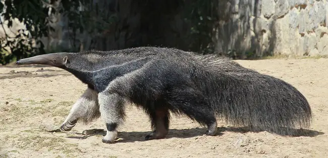 can anteater kill you