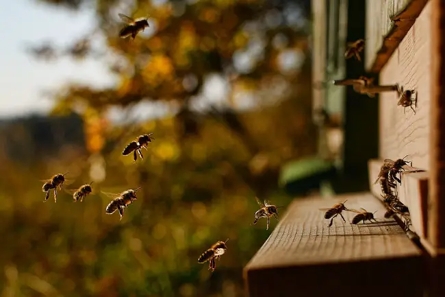 How to Relocate or Move a Beehive