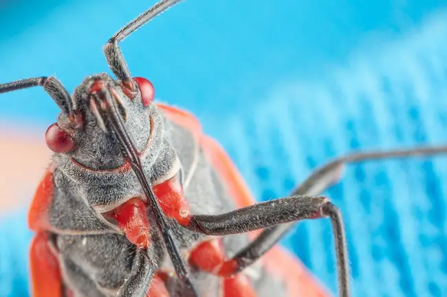 can boxelder bugs bite