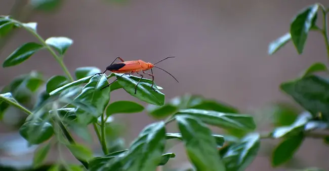 why are so many boxelder bugs inside your home