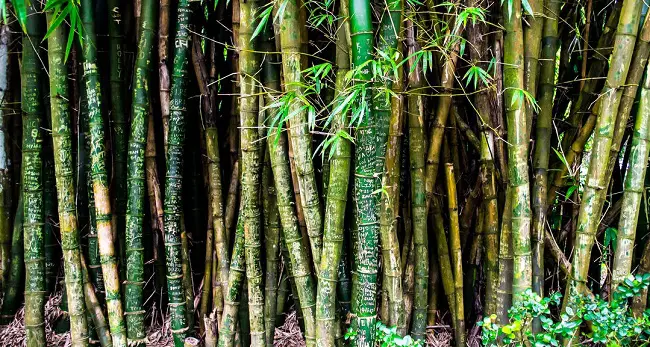 how to get rid of pests from bamboo plant