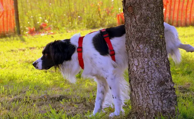 stopping neighbor's dog from peeing in your garden 