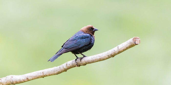 why are cowbirds called cowbirds