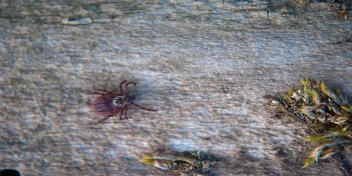 how to get rid of wood mites naturally