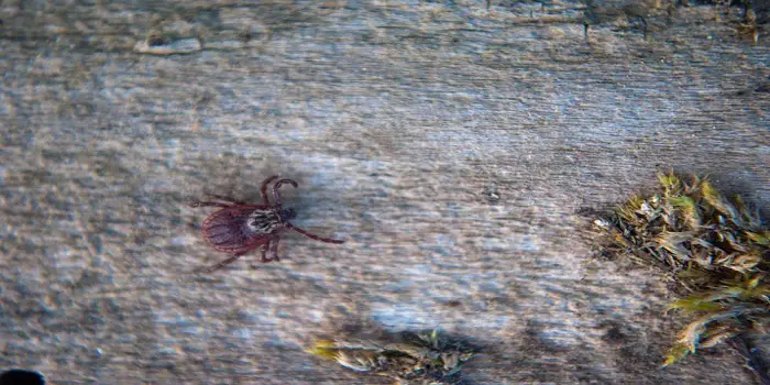 what-are-wood-mites-how-to-get-rid-of-them-naturally