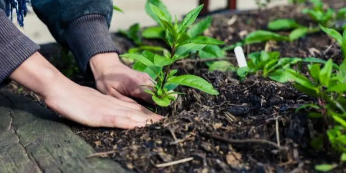 Examples of Biopesticides