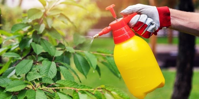 How To Make Tobacco Bug Spray