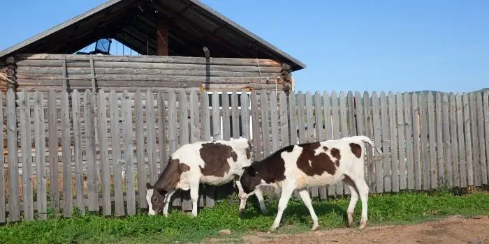 how to deter cows from yard