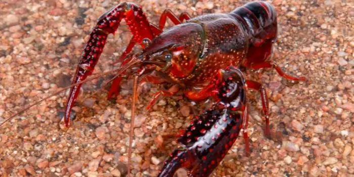 How to Get Rid of Crayfish Holes in Yard