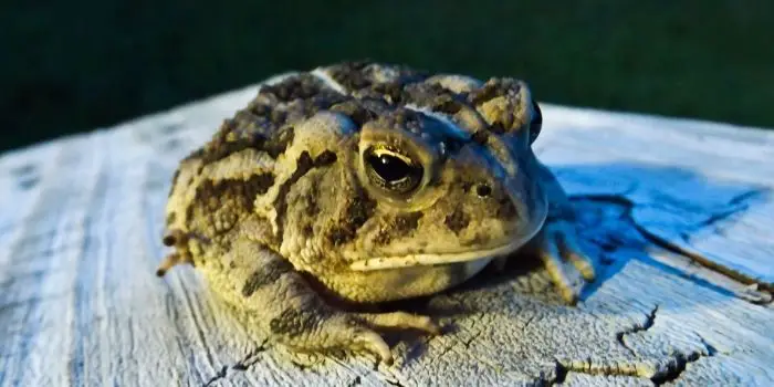 How to stop the frogs from peeing on your porch