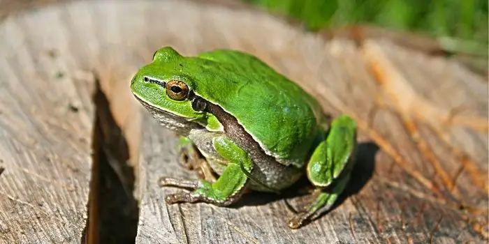 How to keep frogs from pooping on your porch?