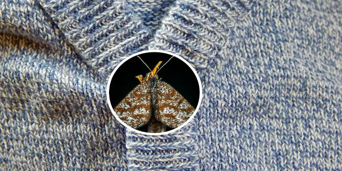 how to prevent moth holes in sweaters