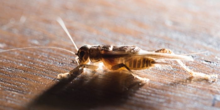 Stopping crickets inside the home