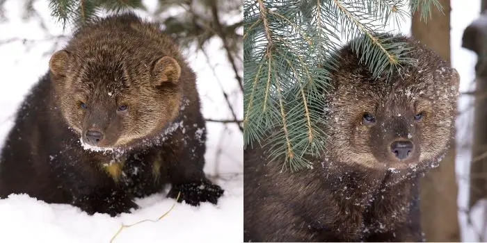 Signs of Fisher Cats