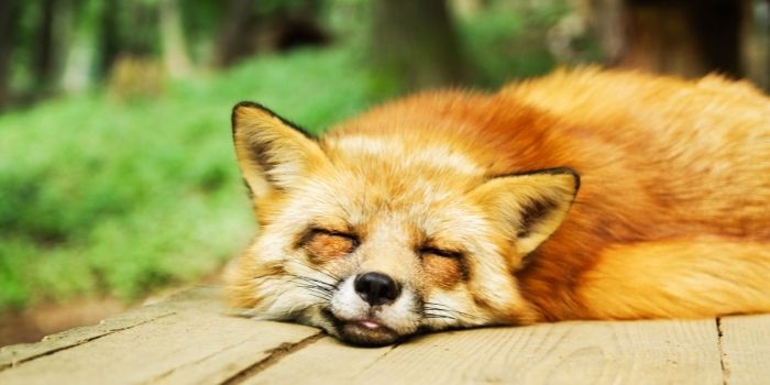 is fox harmful