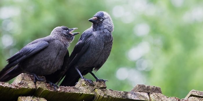 Jackdaws mating for living