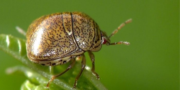 what are kudzu bugs