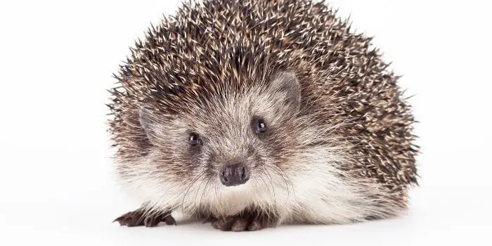 Capturing a Porcupine