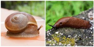 9 Ways to Stop Snails and Slugs from Entering Your House