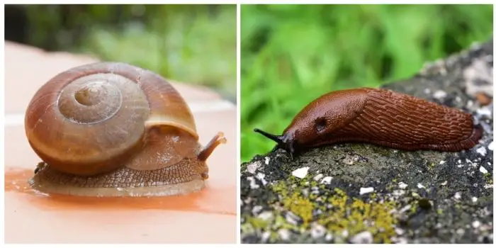 Difference between Slug and Snail