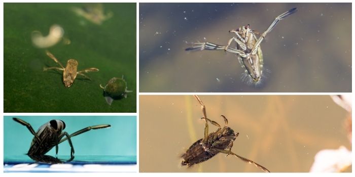 types of water bugs in pool