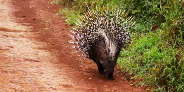 trapping a porcupine 