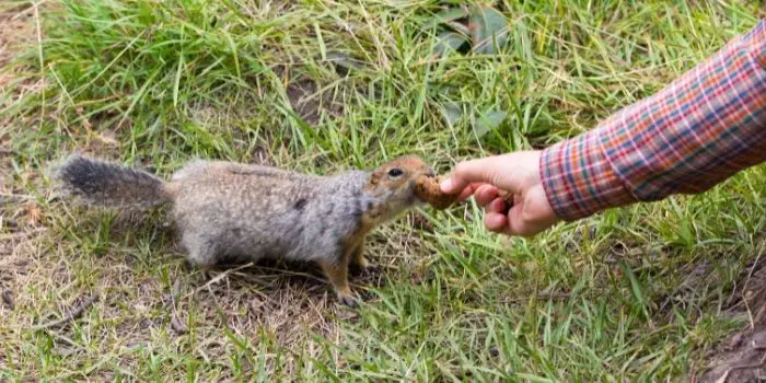 feeding aggressive squirrel