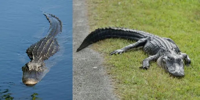 can alligators climb fences in the backyard