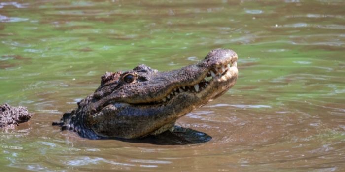 alligator in pond