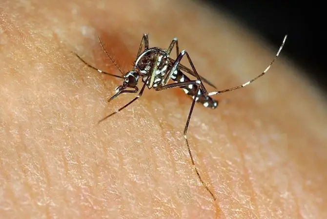 what to do if asian tiger mosquito bite