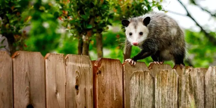 what to do with a trapped possum