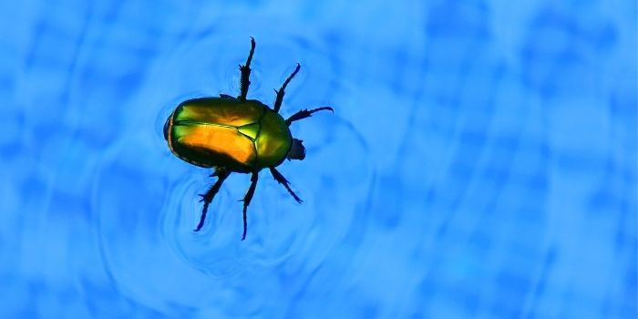 how to get rid of beetles and backswimmer bugs in pool	