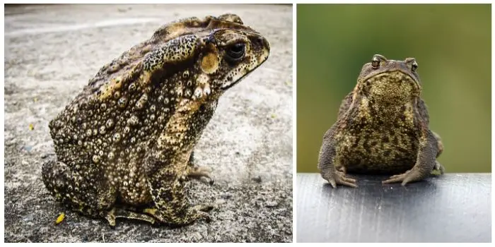 cane toad repellent to keep them away