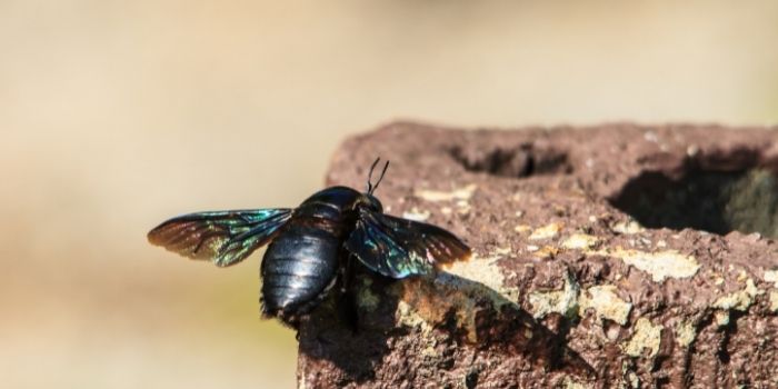 what do you put in carpenter bee traps to attract them