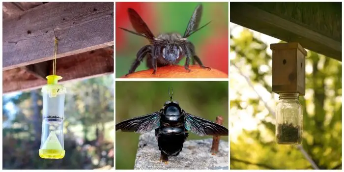 do carpenter bee traps really work