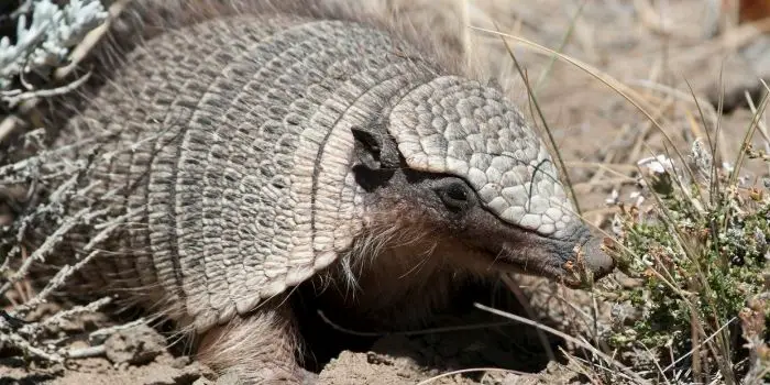 What is the Best Bait for Armadillos - To Catch Them Easily?