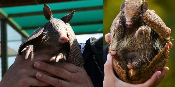can you pick up an armadillo