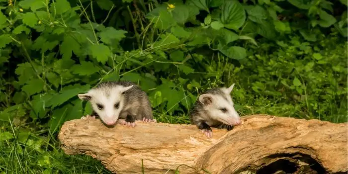 catching a possum