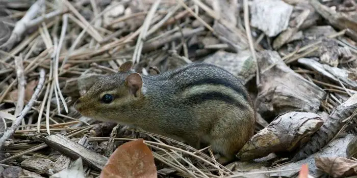 chipmunk damage to lawn